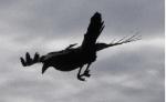 immortal spirits's picture